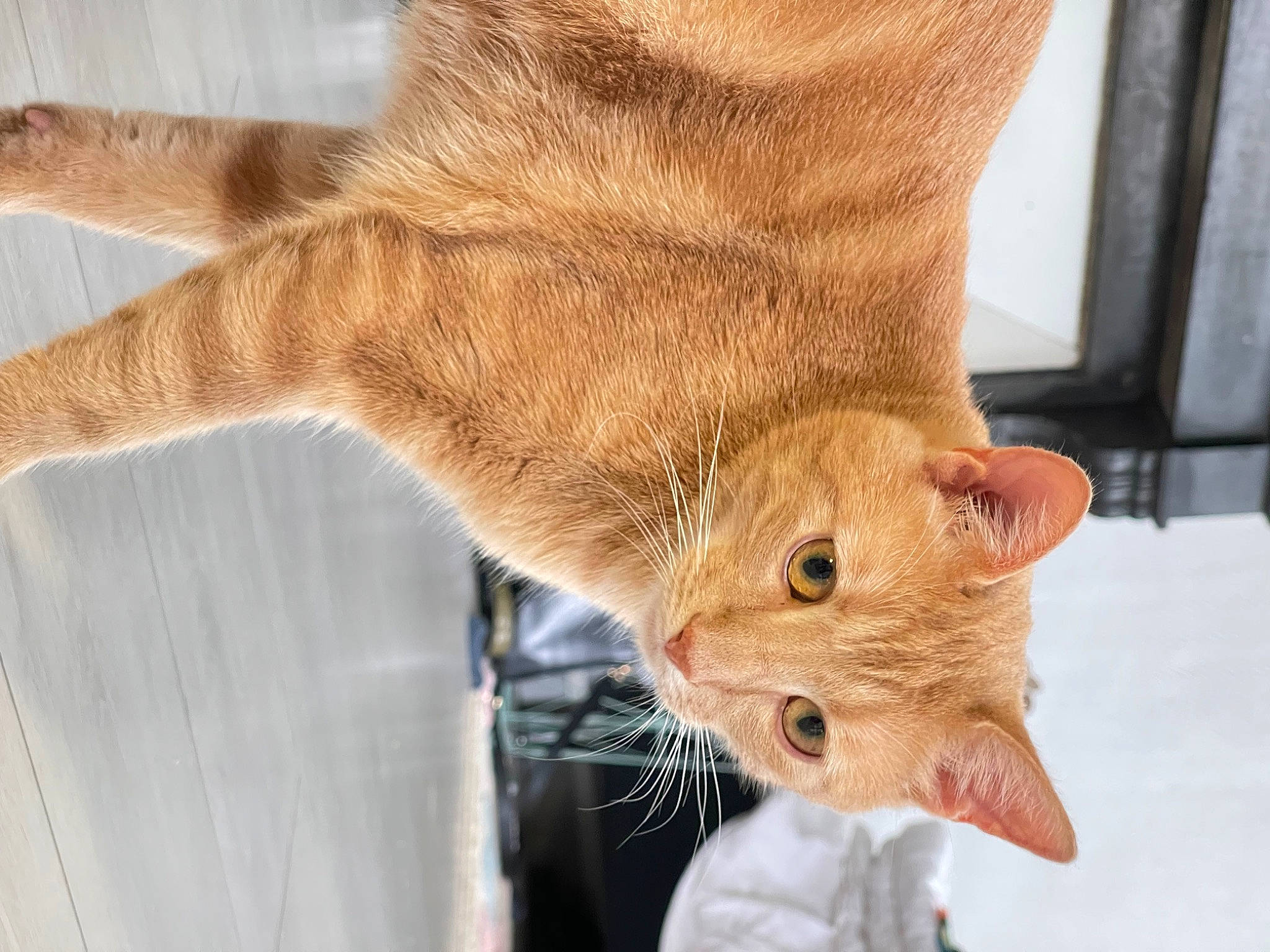 Ronny participe au concours pour gagner de l'argent avec cette photo : carnivore, cat, claw, collar, comfort, domestic_short_haired_cat, fawn, felidae, foot, fur, gesture, hat, human_leg, paw, small_to_medium_sized_cats, snout, tail, vertebrate, whiskers