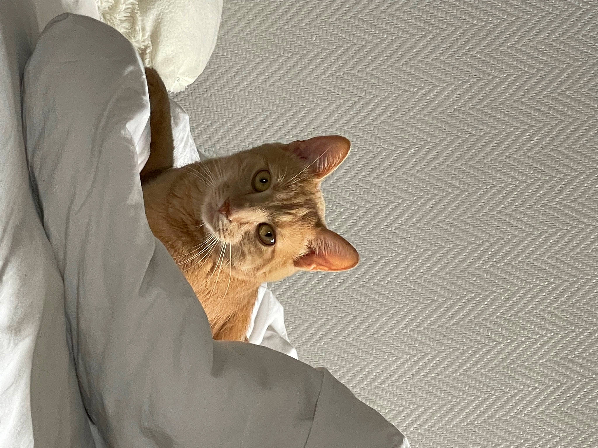 Ronny participe au concours pour gagner de l'argent avec cette photo : canidae, carnivore, comfort, companion_dog, dog_breed, domestic_short_haired_cat, ear, fawn, felidae, fur, gesture, jaw, small_to_medium_sized_cats, snout, sporting_group, tail, terrestrial_animal, whiskers, wildlife, wood