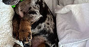 Kipper is registered to the contest to win money with this photo: puppy, dog, sleeping, blanket, cozy, fur, collar, green, pet, cute, animal, resting, small, domestic_animal, bed, furry, nap, spot, canine, young
