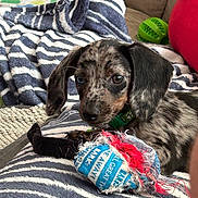 Kipper joined the competition — help win amazing prizes! puppy, dog, toy, blanket, striped_blanket, couch, green_ball, red_cushion, pet, playful, fur, ears, snout, indoor, cozy, closeup, animal, cute, young_dog, relaxed