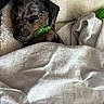Kipper joined the competition — help win amazing prizes! puppy, dog, sleeping, bed, blanket, cozy, fur, collar, pet, resting, cute, domestic_animal, indoor, comfort, animal, canine, young, snuggled, soft, relaxation