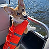 Liberty joined the competition — help win amazing prizes! adventure, animal, boat, canine, collar, companion, corgi, dog, happy, leisure, life_jacket, nature, outdoor, pet, playful, summer, sunlight, travel, vacation, water