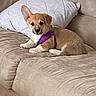Liberty is registered to the contest to win money with this photo: animal, beige, canine, couch, cozy, cute, dog, domestic_animal, fur, indoor, living_room, one_ear_up, pet, pet_portrait, puppy, purple_harness, relaxed, small_dog, text_overlay, white_pillow
