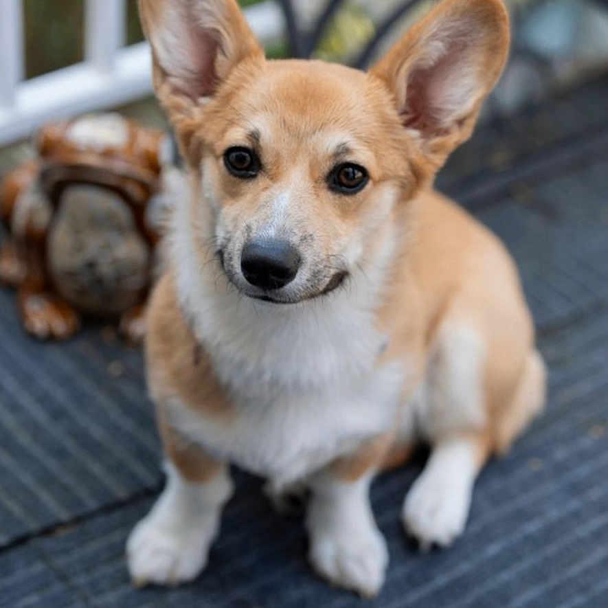 Liberty is registered to the contest to win money with this photo: corgi, puppy, dog, pet, animal, ears, cute, sitting, outdoor, mat, decor, figurine, turtle, fur, portrait, eyes, whiskers, adorable, companion, small