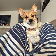 Liberty joined the competition — help win amazing prizes! animal, blanket, canine, collar, comfort, companion, corgi, couch, cozy, curious, dog, ears, furniture, household, indoor, living_room, pet, portrait, relaxed, striped