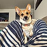 animal, blanket, canine, collar, comfort, companion, corgi, couch, cozy, curious, dog, ears, furniture, household, indoor, living_room, pet, portrait, relaxed, striped