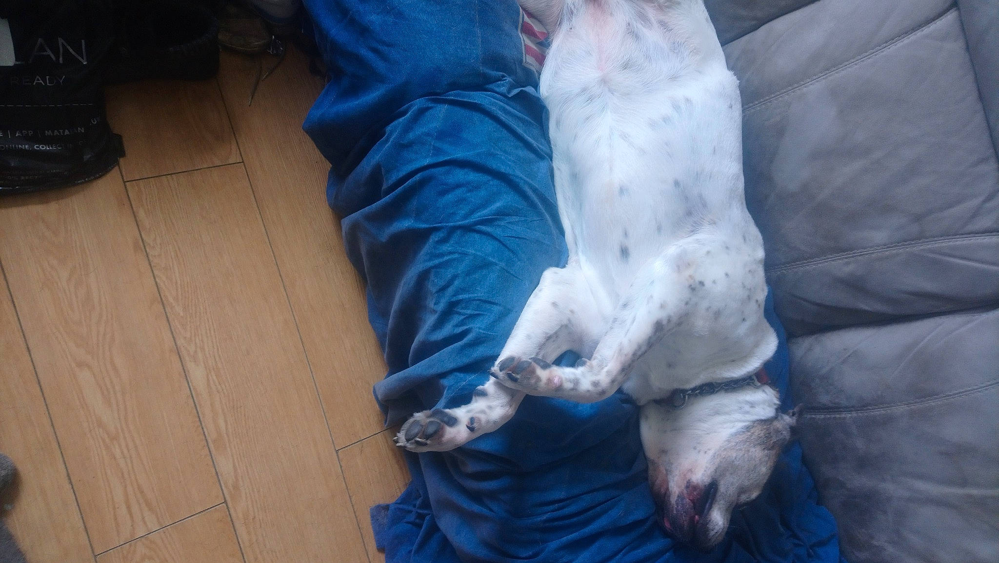 Cassie is registered to the contest to win money with this photo: canidae, carnivore, companion_dog, dog, dog_breed, electric_blue, fawn, felidae, flooring, foot, guard_dog, hardwood, human_leg, knee, snout, sporting_group, tail, weimaraner, wood, working_animal