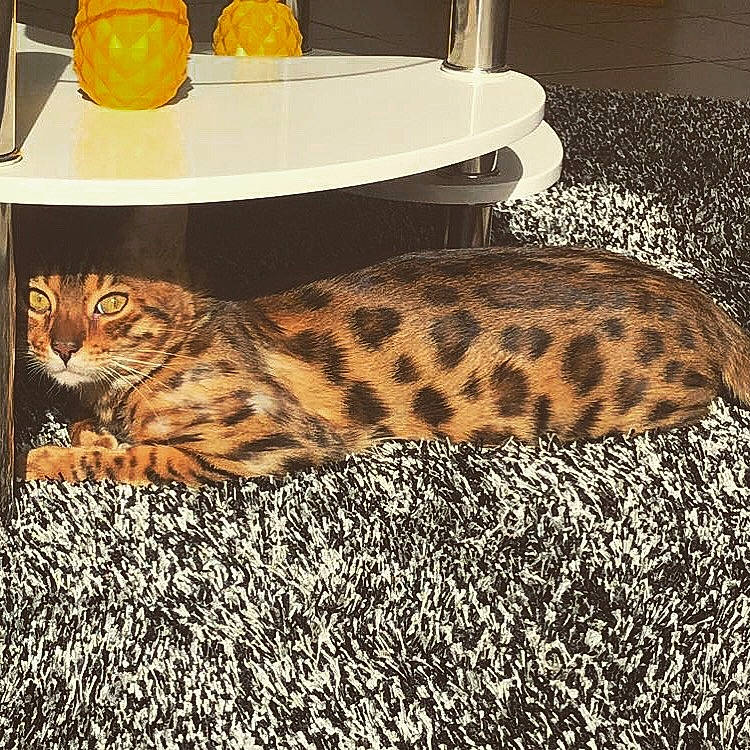 Noukie a rejoint le concours — aidez-le/la à gagner de superbes lots ! asian, bengal, carnivore, cat, european_shorthair, felidae, kitten, mammal, small_to_medium_sized_cats, tabby_cat, whiskers, wildlife