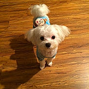 Angel is registered to the contest to win money with this photo: adorable, big_eyes, companion, cute, flooring, fur, hardwood_floor, indoor, looking_up, maltese_like, pet, portrait, puppy, shadow, small_dog, standing, striped_shirt, tail, toy_on_back, white_fur