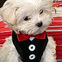Angel is registered to the contest to win money with this photo: adorable, black_nose, bow_tie, buttons, close_up, couch, cushion, cute, dark_eyes, dog, fluffy, fur, indoor, pet, portrait, puppy, sitting, small_dog, tuxedo, white_dog