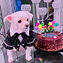 Angel is registered to the contest to win money with this photo: birthday_cake, bow_tie, cake, candelabra, celebration, chocolate_cake, crystal, decor, dog, festive, glass_table, indoor, number_10, party, pet, reflection, sweet_treat, table, tuxedo, white_dog
