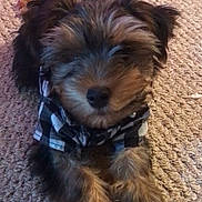 Maverick is registered to the contest to win money with this photo: puppy, dog, carpet, fur, cute, small_dog, pet, animal, sleepy, checkered_shirt, clothing, indoor, close_up, brown_fur, black_fur, paw, texture, adorable, resting, laying_down