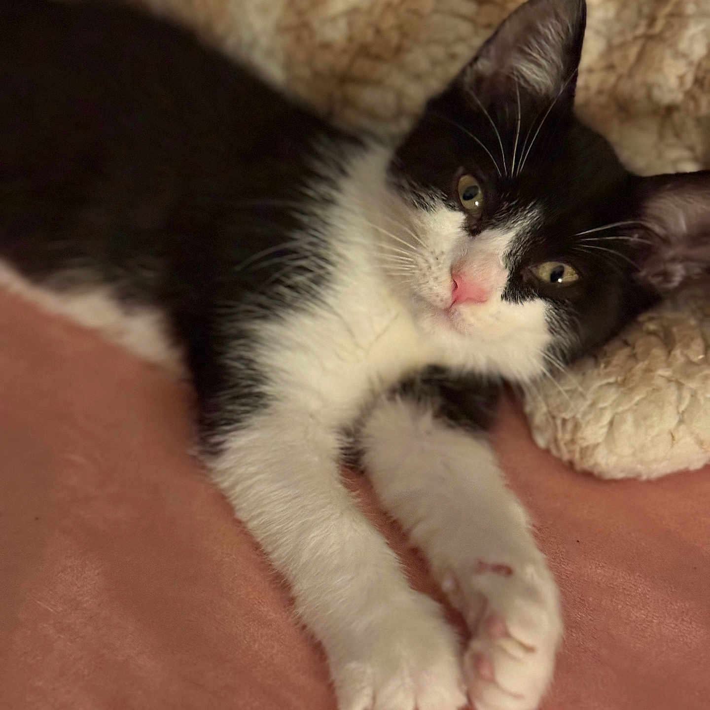 Ruby joined the competition — help win amazing prizes! kitten, cat, black_and_white, pet, feline, cute, animal, paw, whiskers, sleepy, relaxed, indoor, blanket, soft, cozy, fur, resting, closeup, pink, pillow