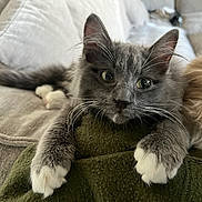 Nimbus is registered to the contest to win money with this photo: kitten, gray_cat, white_paws, fluffy, cat, pet, indoor, couch, blanket, cozy, feline, relaxed, curious, close_up, whiskers, tail, fur, home, animal, resting