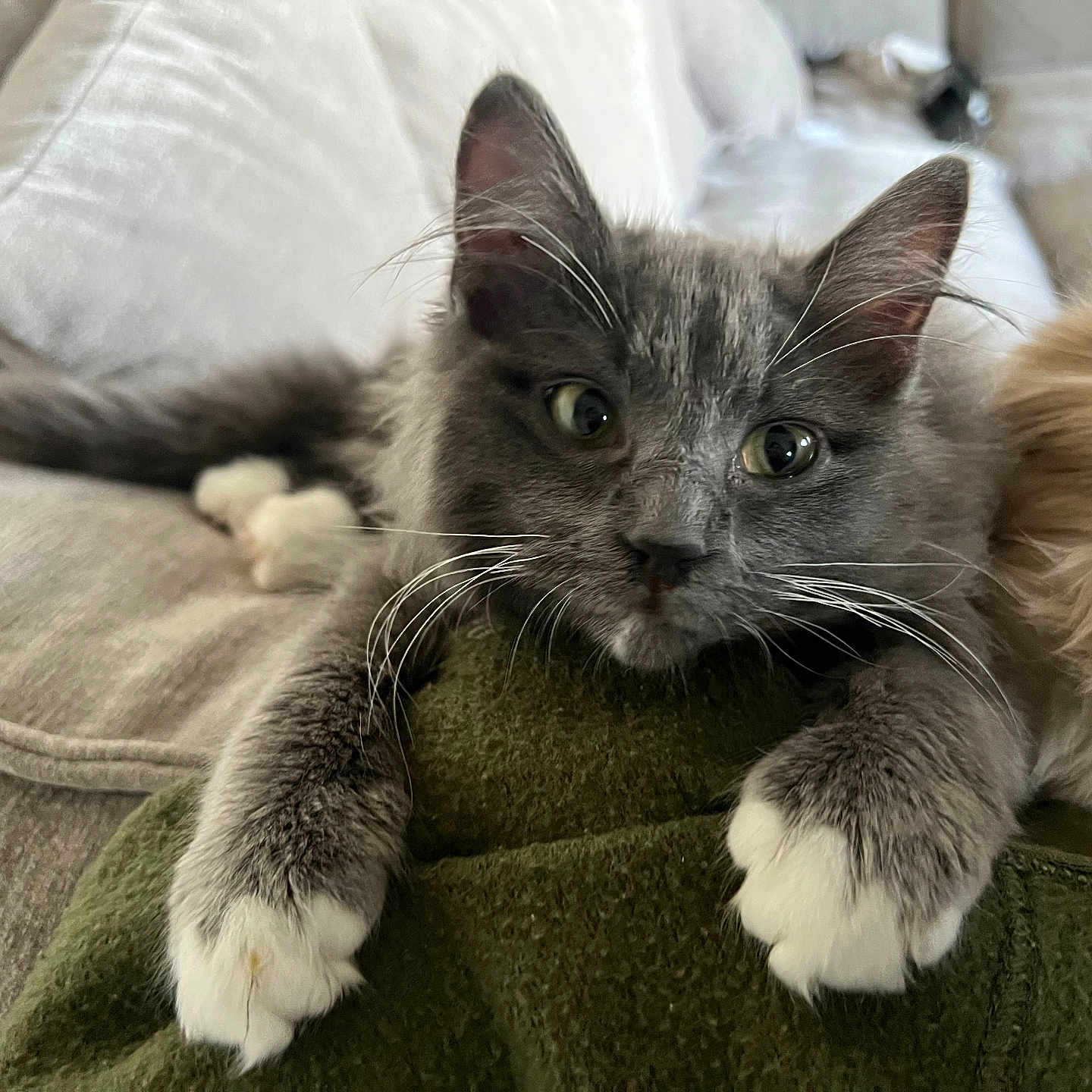 Nimbus is registered to the contest to win money with this photo: kitten, gray_cat, white_paws, fluffy, cat, pet, indoor, couch, blanket, cozy, feline, relaxed, curious, close_up, whiskers, tail, fur, home, animal, resting