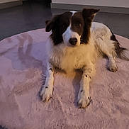 Tintin participe au concours pour gagner de l'argent avec cette photo : accessories, animal, canine, cockerspaniel, collar, collie, dog, eskimodog, hardwood, homedecor, hound, husky, papillon, pet, pointer, puppy, rug, strap, terrier, wood