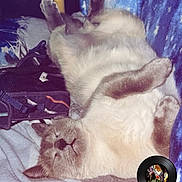 Coconut Yuki is registered to the contest to win money with this photo: cat, sleeping, relaxed, fluffy, indoor, blanket, blue, fur, pet, cozy, resting, paws, upside_down, cute, domestic_animal, feline, soft, comfort, home, animal