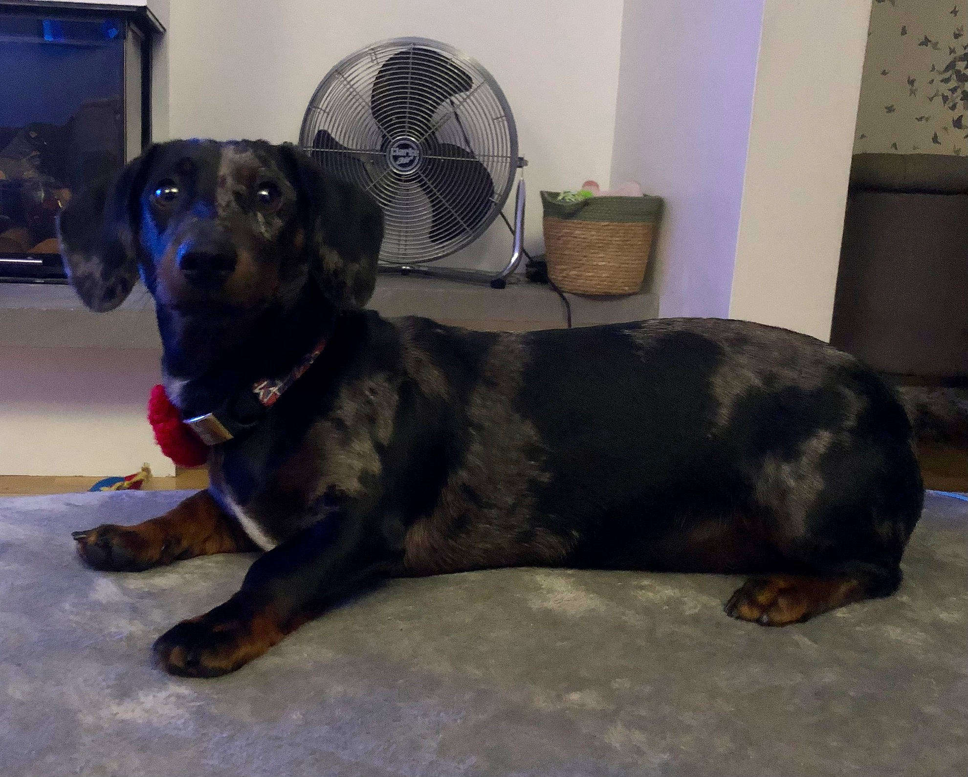 Dudley is registered to the contest to win money with this photo: borador, carnivore, chair, collar, comfort, companion_dog, dog, dog_breed, dog_collar, dog_supply, fawn, flooring, fur, liver, pet_supply, snout, sporting_group, tail, whiskers, working_animal