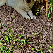 Valdes participe au concours pour gagner de l'argent avec cette photo : puppy, dog, white_dog, dirt, soil, green_plants, outdoor, grass, nature, young_dog, pet, cute, fluffy, animal, garden, playful, smudged_face, lying_down, canine, mischievous