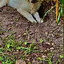 puppy, dog, white_dog, dirt, soil, green_plants, outdoor, grass, nature, young_dog, pet, cute, fluffy, animal, garden, playful, smudged_face, lying_down, canine, mischievous