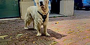 Valdes a rejoint le concours — aidez-le/la à gagner de superbes lots ! dog, golden_retriever, outdoor, pavement, archway, leaves, car, building, greenery, daylight, pet, animal, standing, fur, muzzle, collar, nature, shadow, walk, urban