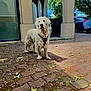 dog, golden_retriever, outdoor, pavement, archway, leaves, car, building, greenery, daylight, pet, animal, standing, fur, muzzle, collar, nature, shadow, walk, urban