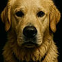 Valdes a rejoint le concours — aidez-le/la à gagner de superbes lots ! golden_retriever, dog, portrait, close_up, wet_fur, water_droplets, animal, pet, canine, fur, ears, nose, eyes, whiskers, muzzle, black_background, soft_lighting, expression, face, headshot