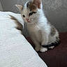 kitten, cat, calico, animal, pet, feline, fluffy, sitting, portrait, whiskers, ears, paws, tail, blue_eyes, indoor, couch, cushion, white_fur, brown_fur, black_fur