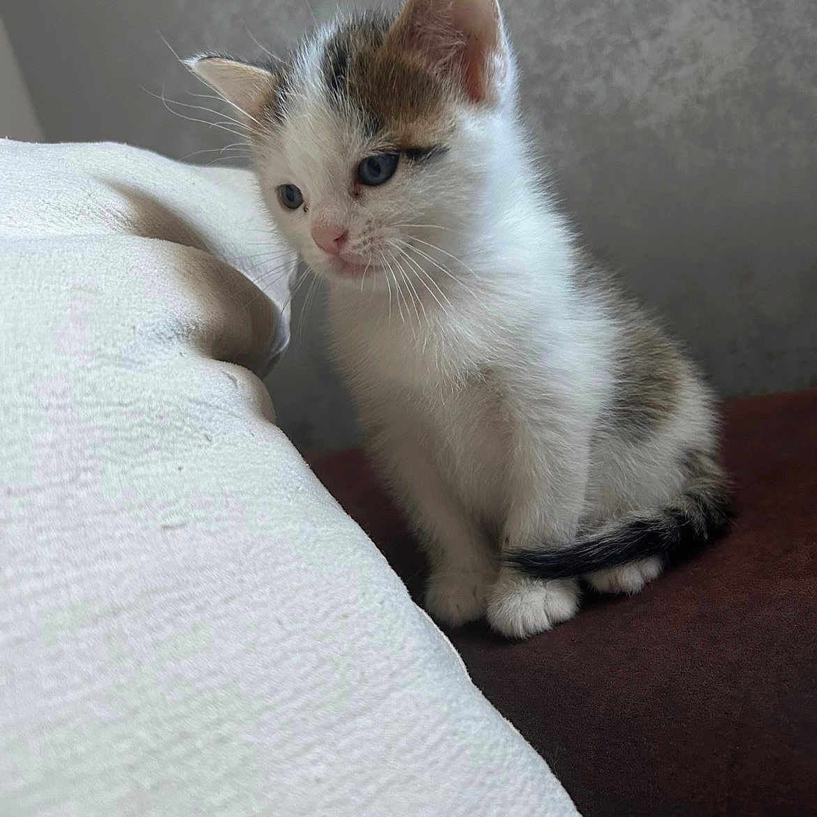 Billy participe au concours pour gagner de l'argent avec cette photo : kitten, cat, calico, animal, pet, feline, fluffy, sitting, portrait, whiskers, ears, paws, tail, blue_eyes, indoor, couch, cushion, white_fur, brown_fur, black_fur