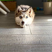 Peach a rejoint le concours — aidez-le/la à gagner de superbes lots ! dog, puppy, husky, blue_eyes, lying_down, floor, wooden_floor, indoor, pet, animal, cute, fur, canine, close_up, portrait, looking_at_camera, domestic, home, relaxed, young