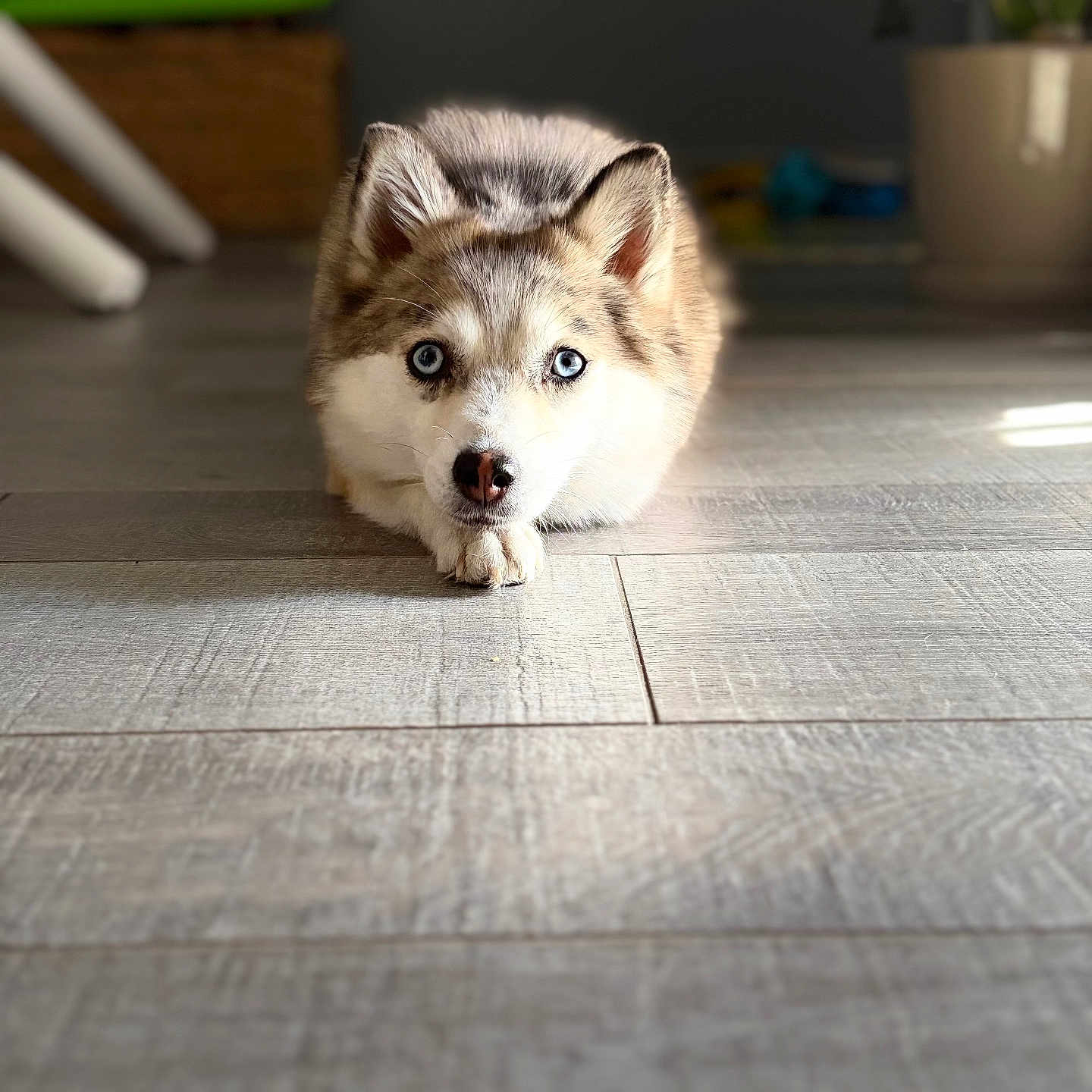 Peach a rejoint le concours — aidez-le/la à gagner de superbes lots ! dog, puppy, husky, blue_eyes, lying_down, floor, wooden_floor, indoor, pet, animal, cute, fur, canine, close_up, portrait, looking_at_camera, domestic, home, relaxed, young