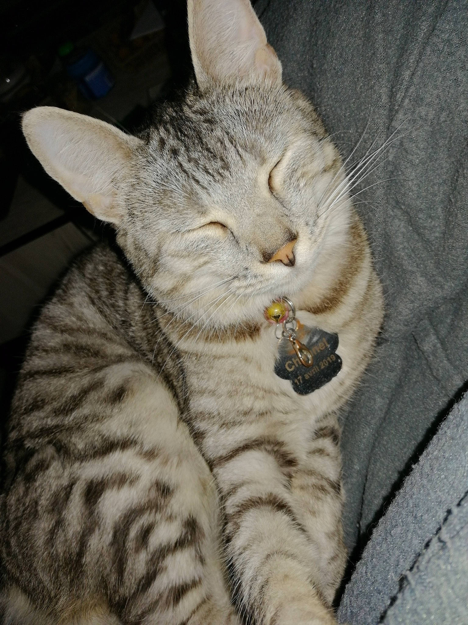 Chanel participe au concours pour gagner de l'argent avec cette photo : carnivore, cat, claw, comfort, domestic_short_haired_cat, eye, fawn, felidae, fur, head, nap, paw, sitting, small_to_medium_sized_cats, snout, tail, terrestrial_animal, whiskers, wrinkle