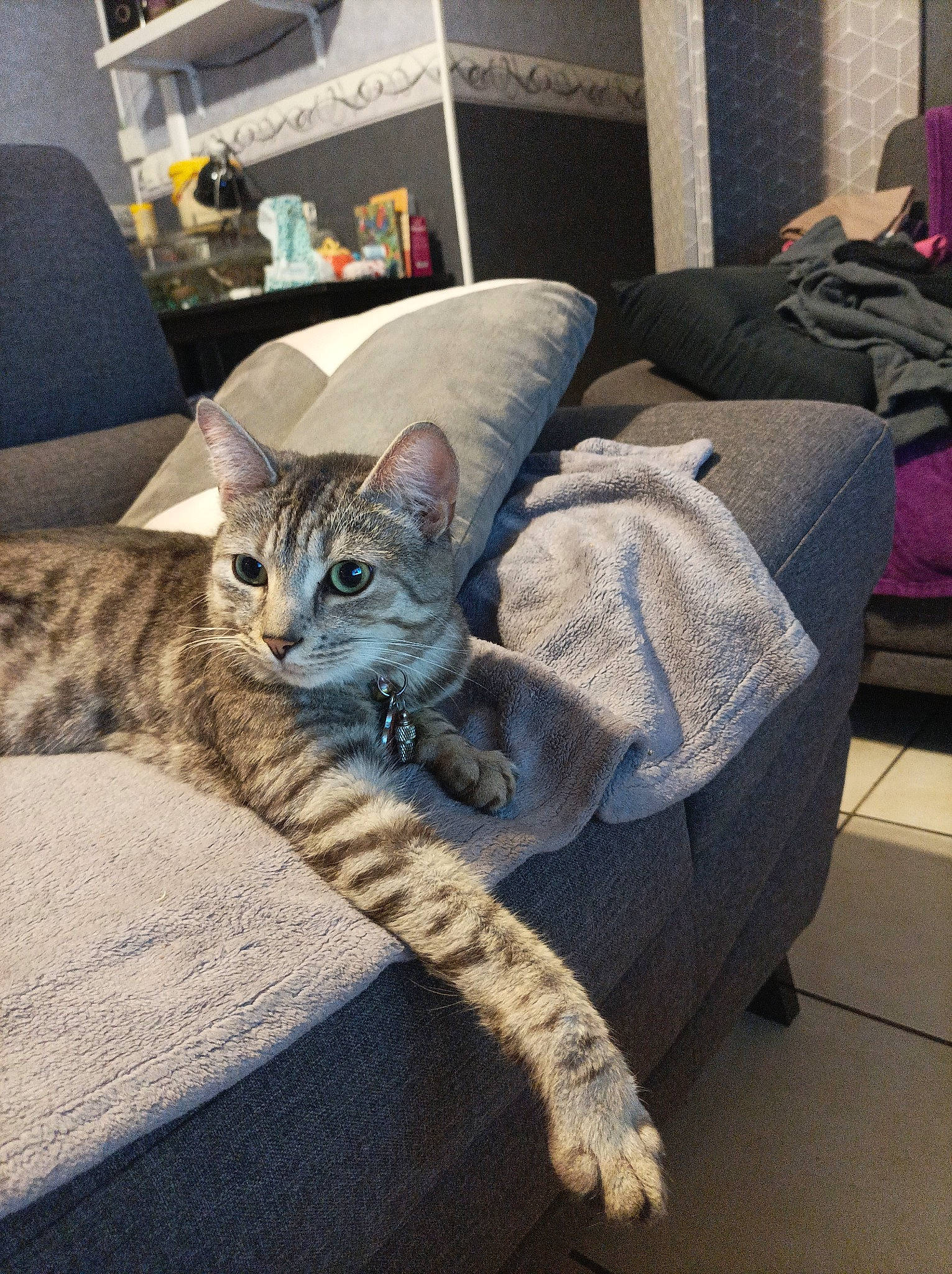 Chanel participe au concours pour gagner de l'argent avec cette photo : bedding, carnivore, cat, chair, comfort, couch, domestic_short_haired_cat, felidae, flooring, fur, grey, hardwood, linens, picture_frame, room, sitting, small_to_medium_sized_cats, tail, whiskers