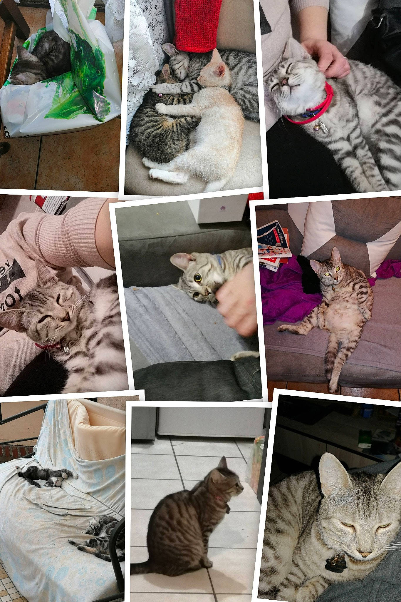 Chanel a rejoint le concours — aidez-le/la à gagner de superbes lots ! art, carnivore, cat, collage, comfort, domestic_short_haired_cat, felidae, fur, grey, linens, mammal, pattern, photo_caption, photograph, small_to_medium_sized_cats, snapshot, tail, vertebrate, whiskers, white