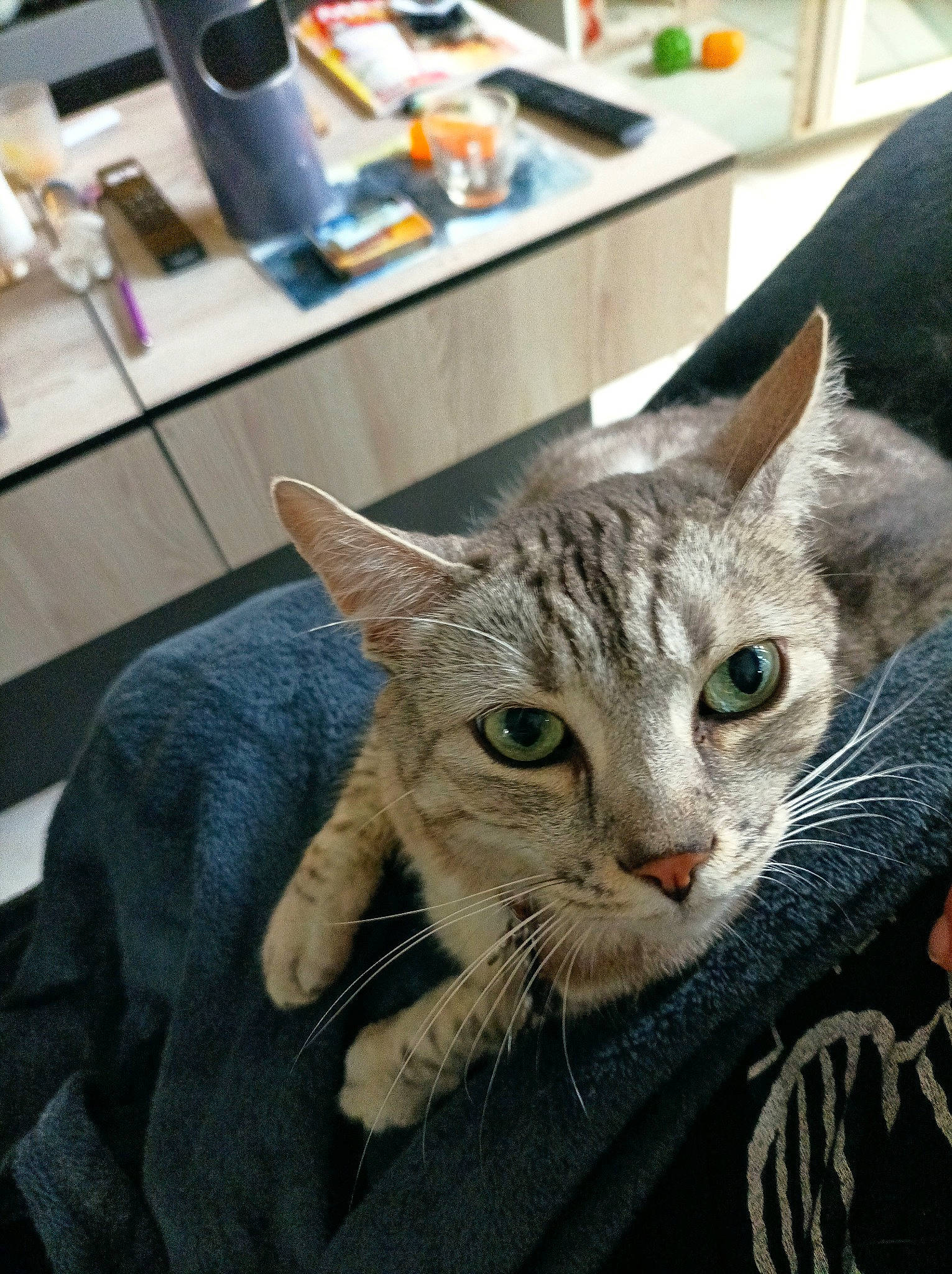 Chanel participe au concours pour gagner de l'argent avec cette photo : cabinetry, carnivore, cat, countertop, domestic_short_haired_cat, ear, felidae, fur, gesture, home_appliance, kitchen_appliance, paw, room, small_to_medium_sized_cats, snout, whiskers