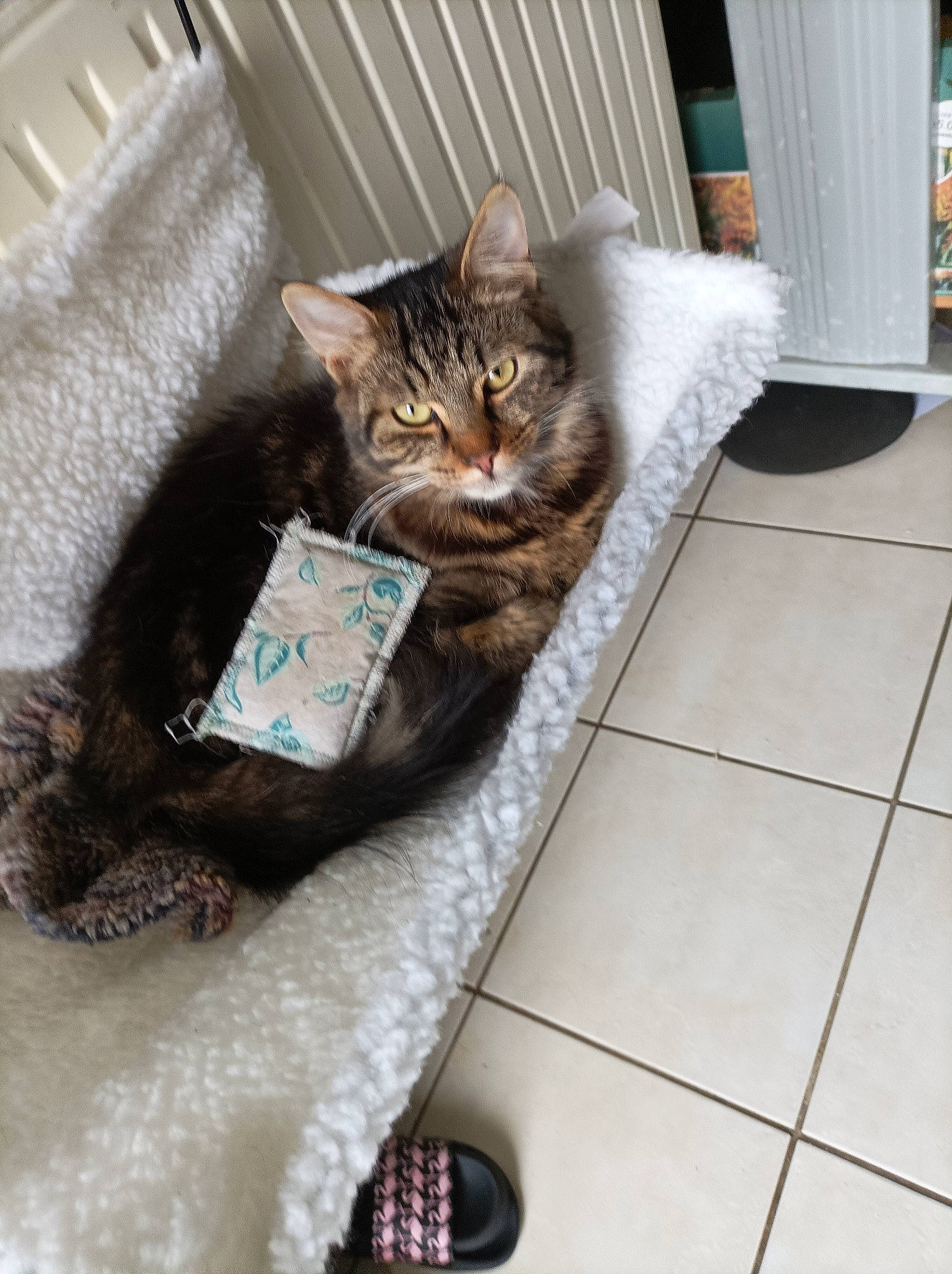 Modjo participe au concours pour gagner de l'argent avec cette photo : carnivore, cat, claw, comfort, couch, domestic_short_haired_cat, door, felidae, flooring, foot, fur, grey, paw, room, sitting, small_to_medium_sized_cats, tail, tile_flooring, whiskers, wood