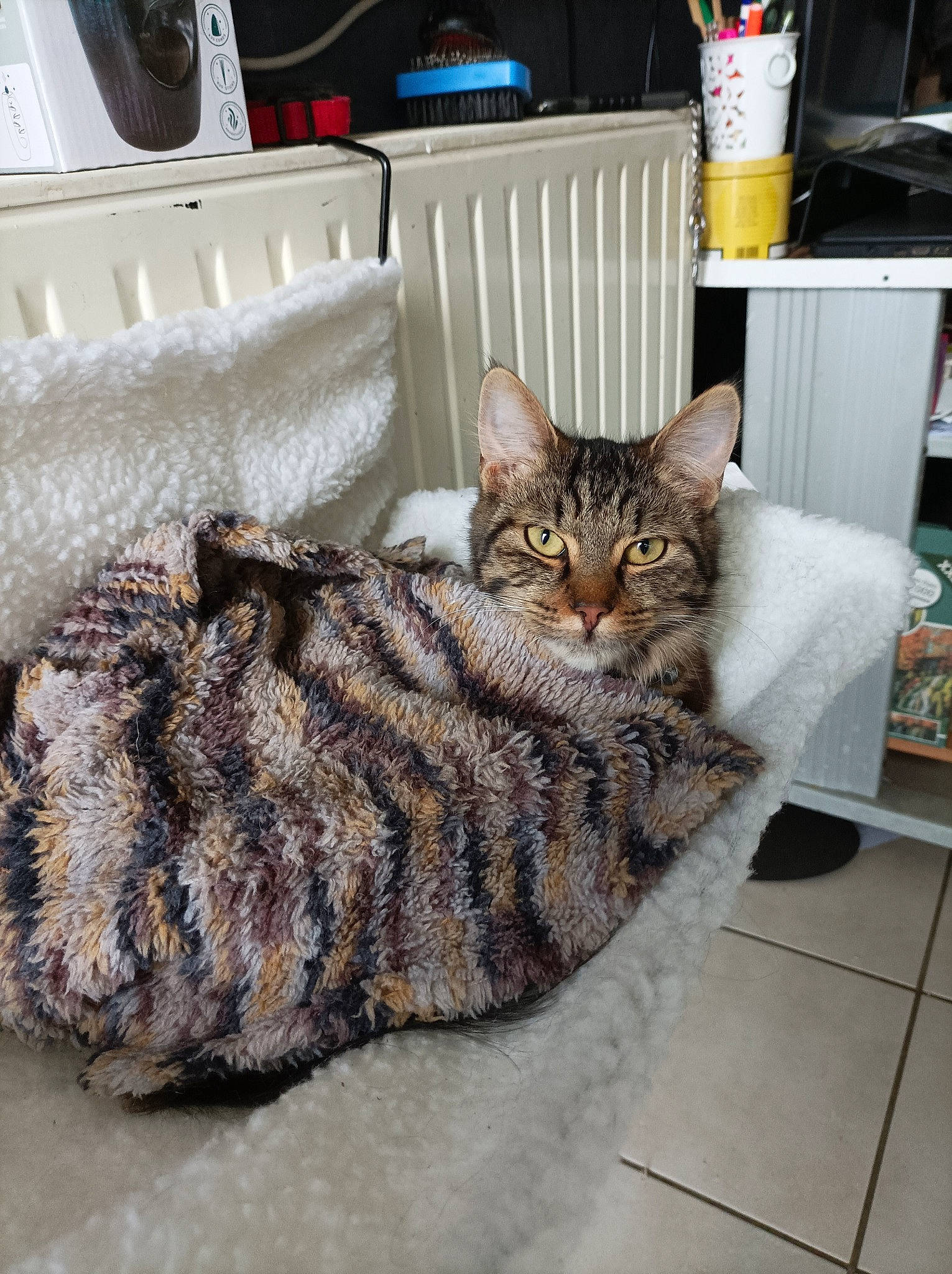 Modjo participe au concours pour gagner de l'argent avec cette photo : box, carnivore, cat, cat_supply, comfort, domestic_short_haired_cat, drawer, felidae, fur, grey, mammal, paw, room, shelf, small_to_medium_sized_cats, snout, tail, terrestrial_animal, vertebrate, whiskers