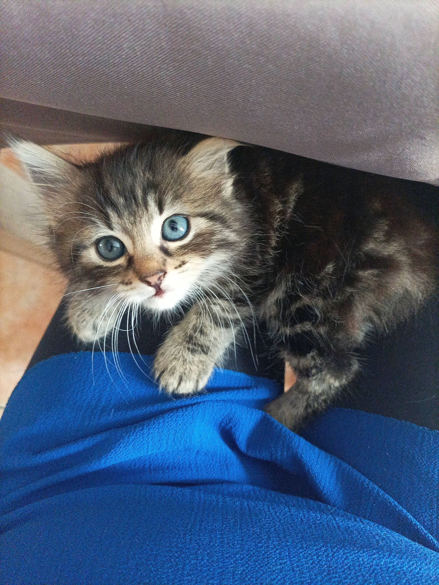 Modjo participe au concours pour gagner de l'argent avec cette photo : carnivore, cat, cat_supply, claw, comfort, domestic_short_haired_cat, electric_blue, felidae, fur, paw, small_to_medium_sized_cats, tail, whiskers