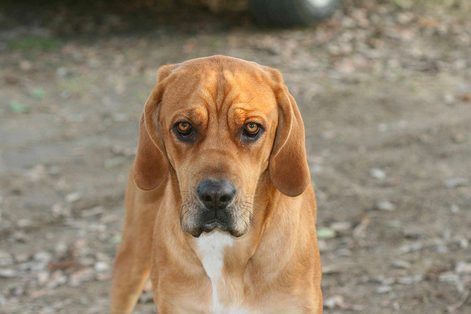 Vanille participe au concours pour gagner de l'argent avec cette photo : dog, brown_dog, canine, pet, outdoor, animal, looking, fur, ears, snout, muzzle, eyes, portrait, standing, nature, dirt, ground, closeup, expression, alert