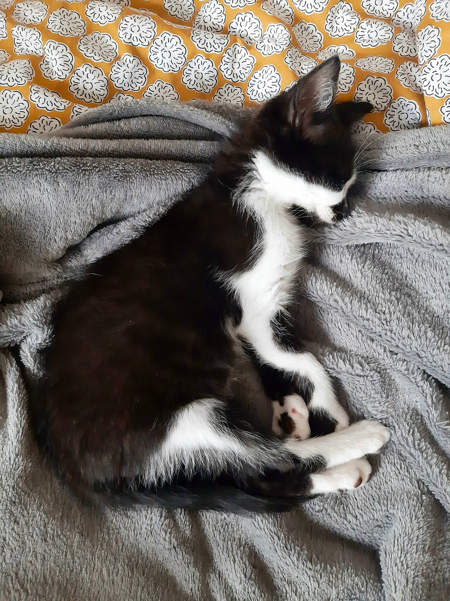 Biggie participe au concours pour gagner de l'argent avec cette photo : carnivore, cat, claw, comfort, domestic_short_haired_cat, felidae, foot, formal_wear, fur, grey, human_leg, linens, pattern, paw, small_to_medium_sized_cats, snout, tail, terrestrial_animal, whiskers