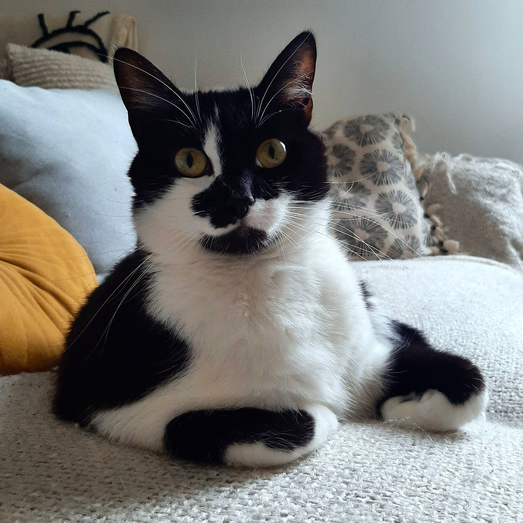 Biggie a rejoint le concours — aidez-le/la à gagner de superbes lots ! carnivore, cat, comfort, felidae, foot, fur, paw, small_to_medium_sized_cats, snout, tail, terrestrial_animal, whiskers