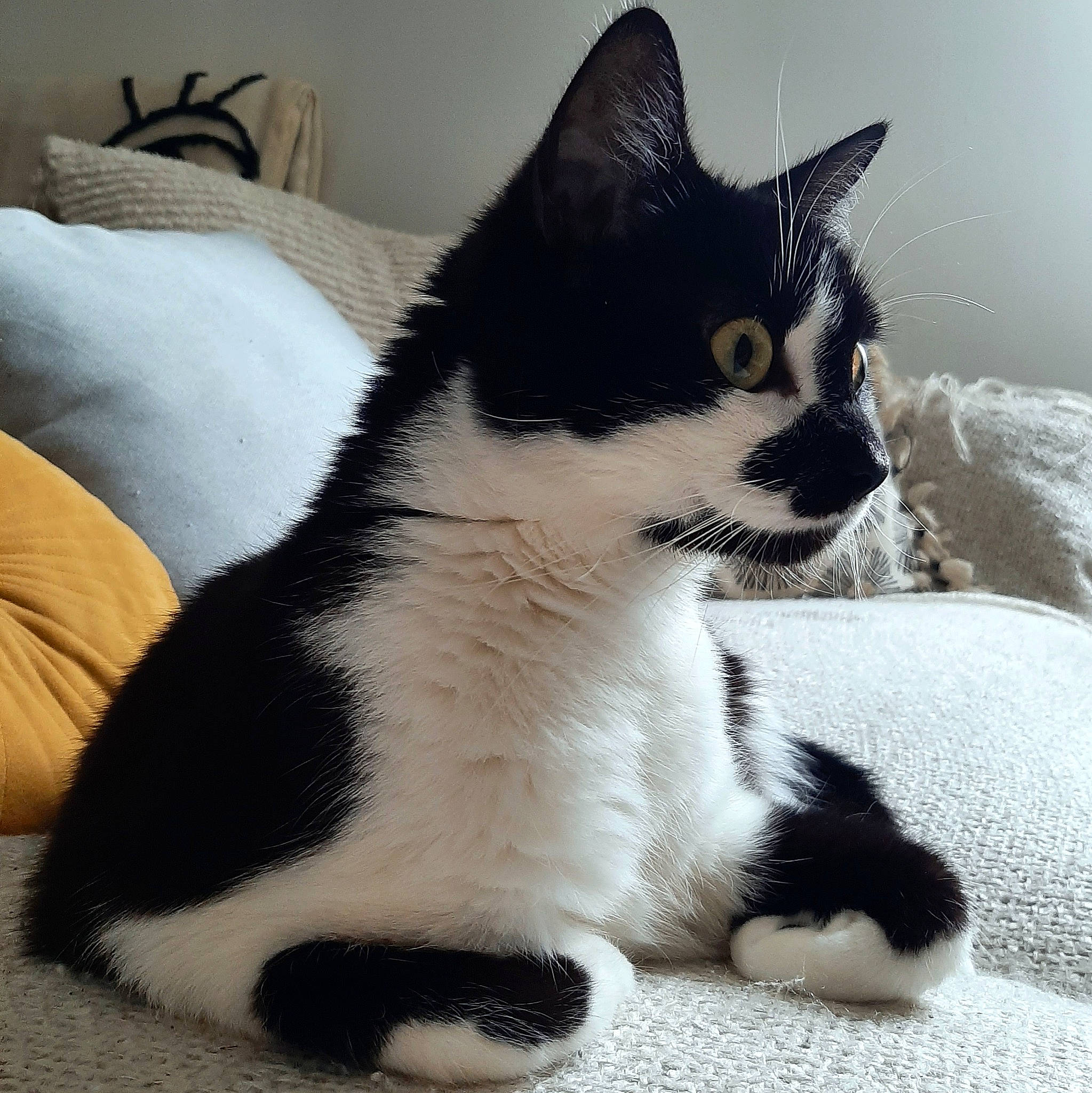 Biggie a rejoint le concours — aidez-le/la à gagner de superbes lots ! carnivore, cat, claw, comfort, domestic_short_haired_cat, felidae, foot, fur, grey, paw, small_to_medium_sized_cats, snout, tail, terrestrial_animal, whiskers