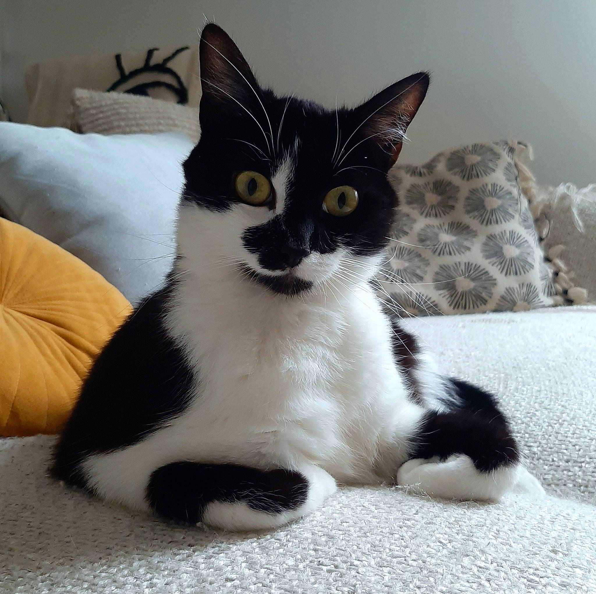 Biggie participe au concours pour gagner de l'argent avec cette photo : carnivore, cat, cat_supply, claw, comfort, domestic_short_haired_cat, felidae, foot, fur, paw, small_to_medium_sized_cats, snout, tail, terrestrial_animal, whiskers