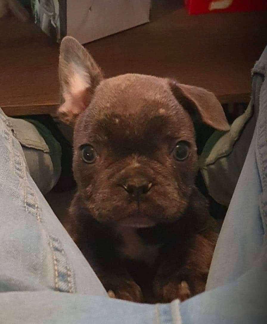 Pepsi a rejoint le concours — aidez-le/la à gagner de superbes lots ! american_pit_bull_terrier, boston_terrier, canidae, carnivore, companion_dog, dog, dog_breed, ear, fawn, french_bulldog, mammal, non_sporting_group, nose, puppy, rare_breed_dog, snout, toy_bulldog, vertebrate