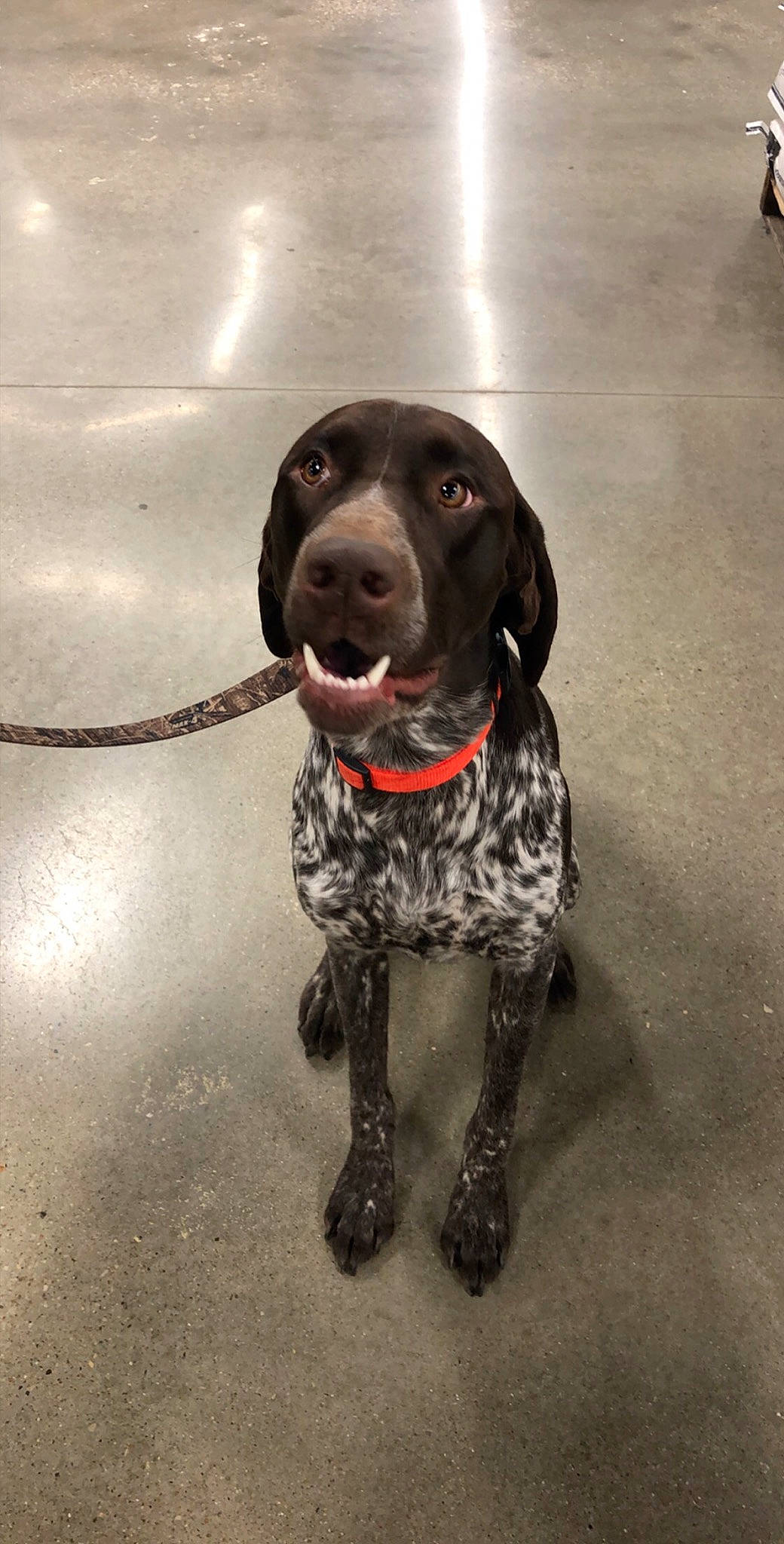 Ammo joined the competition — help win amazing prizes! braque_francais, canidae, carnivore, collar, companion_dog, dog, dog_breed, dog_collar, fawn, fur, gun_dog, leash, liver, old_danish_pointer, pet_supply, pointing_breed, snout, sporting_group, water_dog, working_animal