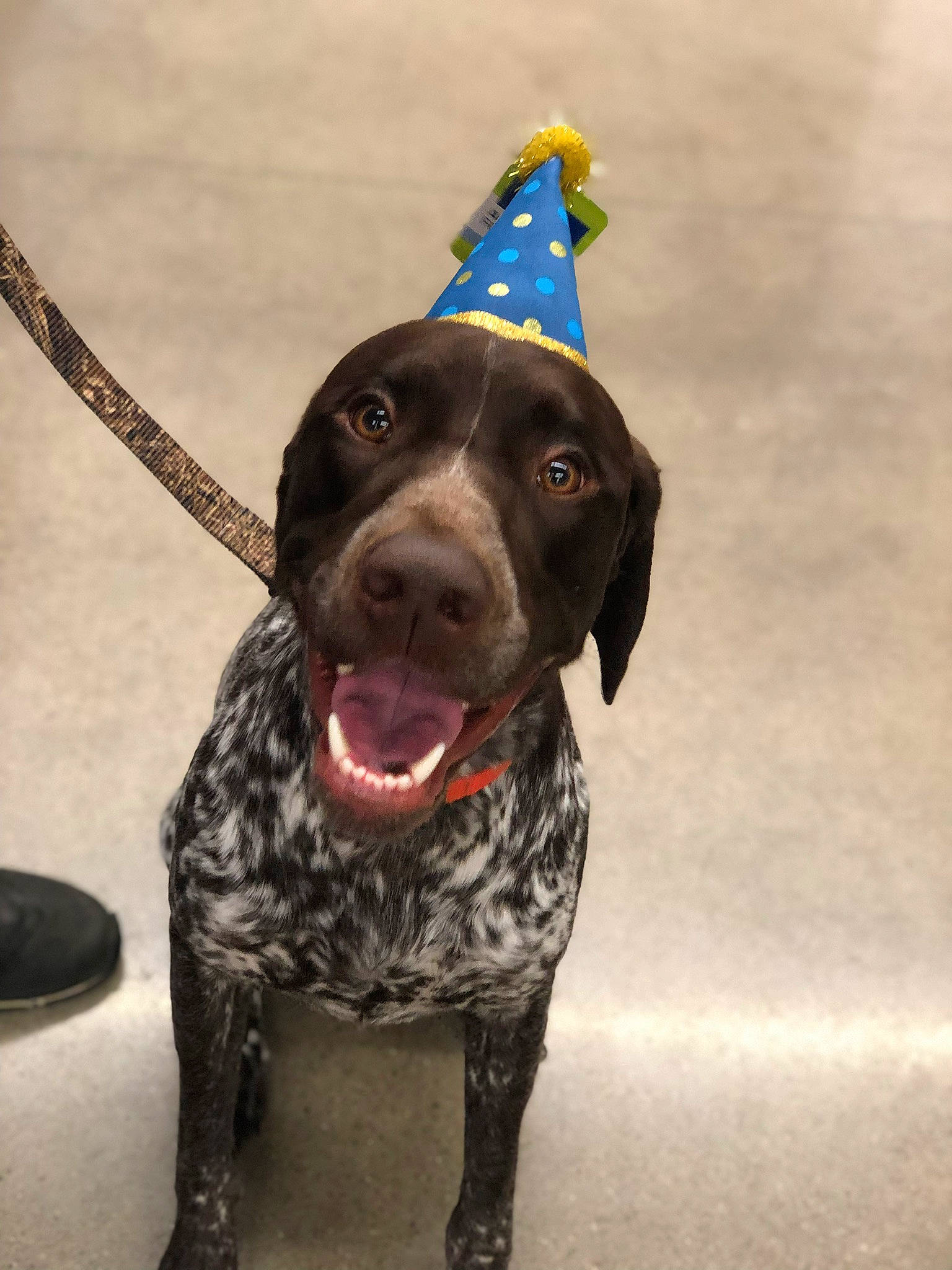 Ammo is registered to the contest to win money with this photo: braque_francais, canidae, carnivore, collar, companion_dog, dog, dog_breed, dog_collar, dog_supply, fawn, fur, german_shorthaired_pointer, guard_dog, gun_dog, leash, pointing_breed, sporting_group, whiskers, working_animal, working_dog