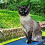 Tikki is registered to the contest to win money with this photo: cat, siamese_cat, blue_eyes, sitting, outdoor, greenery, stone_wall, grass, nature, pet, animal, feline, fur, whiskers, ear, tail, daylight, bench, wood, garden