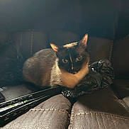 Tikki is registered to the contest to win money with this photo: cat, siamese_cat, leather_couch, indoor, plastic_bag, fan, pet, animal, fur, whiskers, ears, eyes, resting, curious, soft_light, shadow, home, cozy, relaxed, furniture