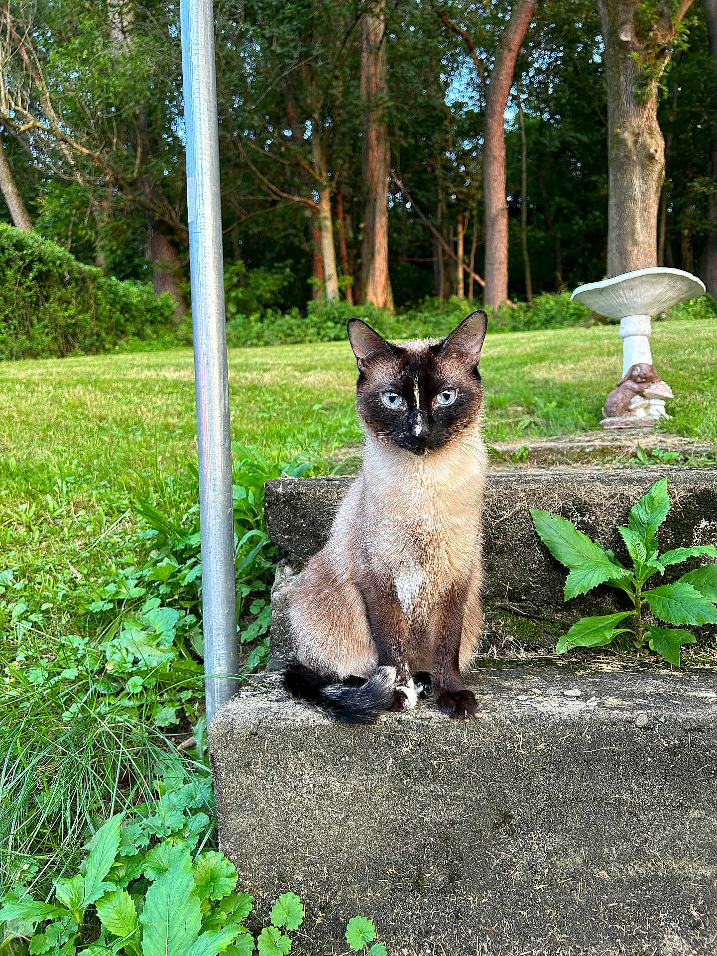 Tikki joined the competition — help win amazing prizes! cat, siamese_cat, animal, pet, outdoor, grass, plants, stone_step, birdbath, statue, nature, greenery, tree, fur, blue_eyes, sitting, calm, daylight, mammal, garden