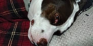 Nash is registered to the contest to win money with this photo: blanket, brown, closeup, collar, comfort, cushion, dog, fabric, household, indoor, lying_down, pattern, pet, pillow, plaid, relaxed, resting, sleepy, soft, white